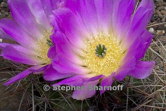 echinocereus 1 graphic